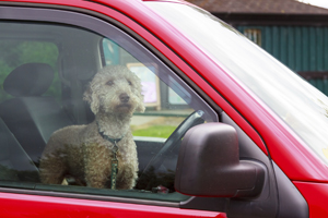 Image of dog in car